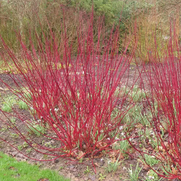 Cornus Red Stem Dogwood