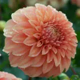 Dahlia Bracken Pkdahbra - Garden Express Australia