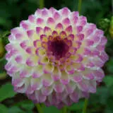 Dahlia Formby Art Pkdahfar - Garden Express Australia