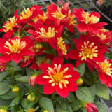 Dahlia Goldalia Scarlet