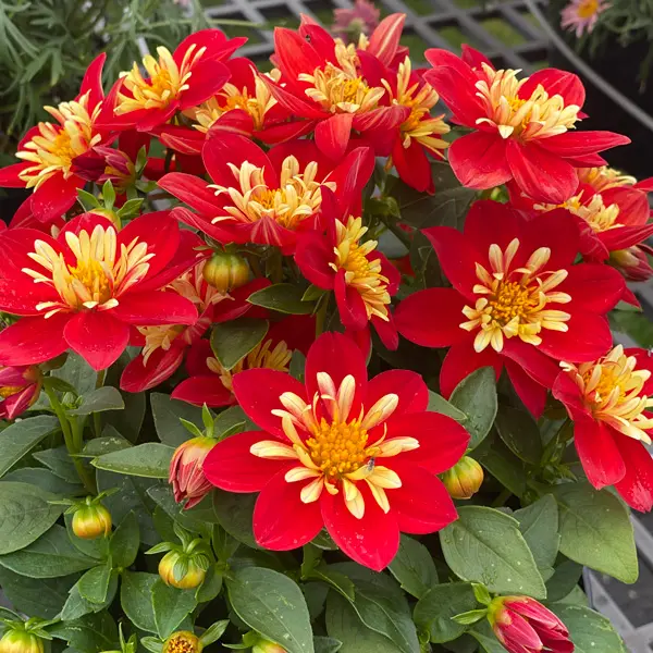 Dahlia Goldalia Scarlet Dahlia Goldalia Scarlet