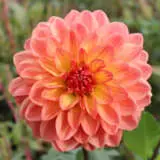Dahlia Golden Nugget Pkdahgnu - Garden Express Australia