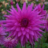 Dahlia Hedgehog Pkdahhed - Garden Express Australia