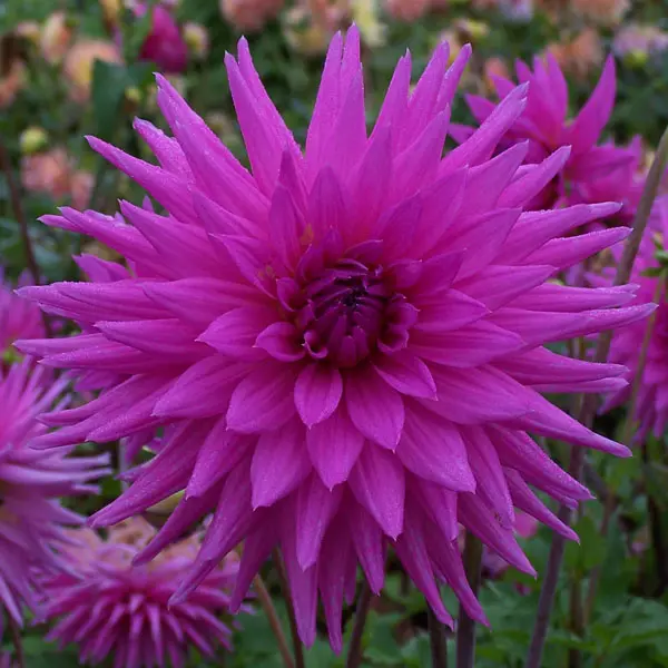 Dahlia Hedgehog