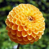Dahlia Honeycomb Pkdahhon - Garden Express Australia