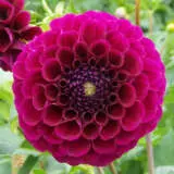 Dahlia Huckleberry Pkdahhuc - Garden Express Australia