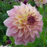 Dahlia Kotara Pkdahkot - Garden Express Australia