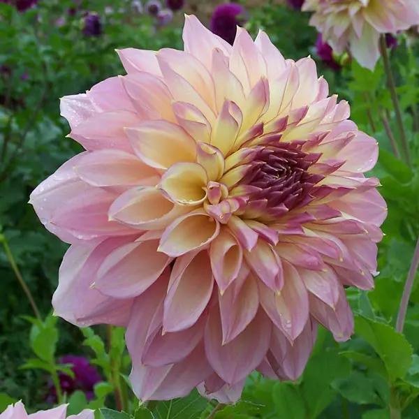Dahlia Kotara