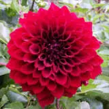 Dahlia Red Tiger 2 Pkdahrti - Garden Express Australia