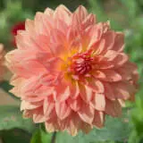 Dahlia Urica Pkdahuri - Garden Express Australia