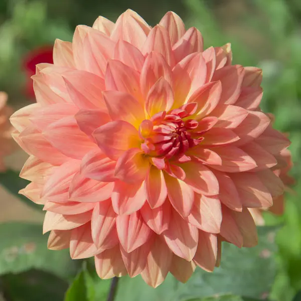 Dahlia Urica Dahlia Urica