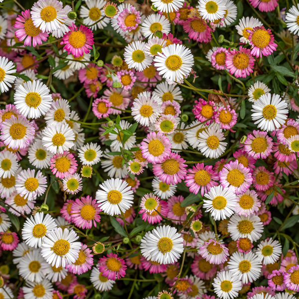 Erigeron Profusion Garden Express