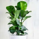 Ficus Lyrata Fiddle Leaf Fig Bambino Pplficbam - Garden Express Australia