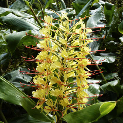 Ginger Lily Yellow Pkgliyel - Garden Express Australia