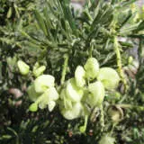 Grevillea Mellow Yellow Via Wikimedia Commons By Melburnian Pplgremye - Garden Express Australia