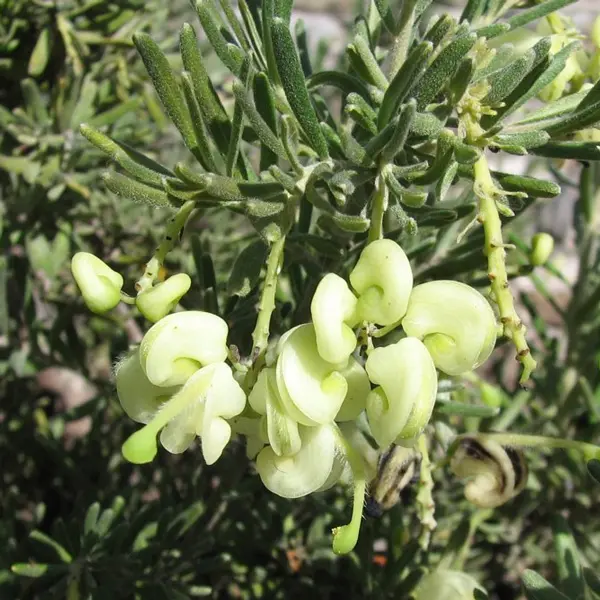 Grevillea Mellow Yellow Grevillea Mellow Yellow
