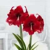 Hippeastrum Daphne Pkhipdap - Garden Express Australia