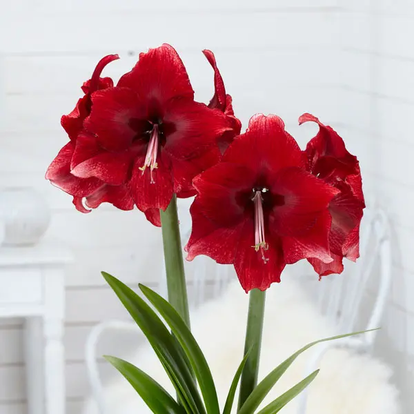 Hippeastrum Daphne