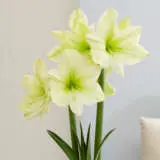 Hippeastrum Lemon Star Pkhiplst - Garden Express Australia
