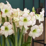 Hippeastrum Picasso Pkhippca - Garden Express Australia