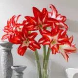 Hippeastrum Splash Pkhipspl - Garden Express Australia