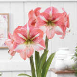 Hippeastrum Strong King