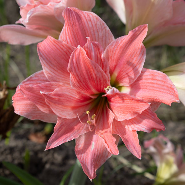 Hippeastrum Sweet Nymph