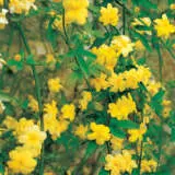 Jasmine Mesnyi - Garden Express Australia