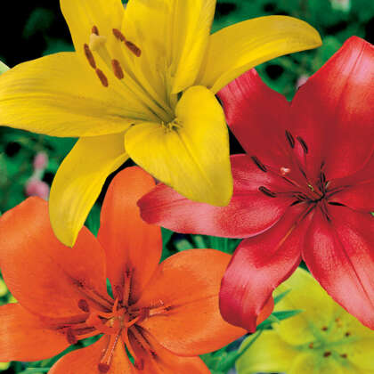 Lilium Red Yellow Orange Blend Pklilryo - Garden Express Australia