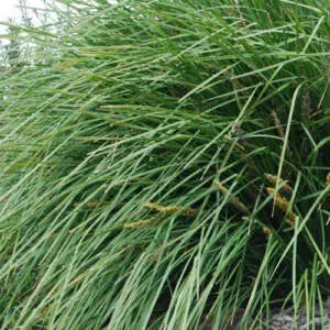Lomandra Katan Ppllomkat - Garden Express Australia
