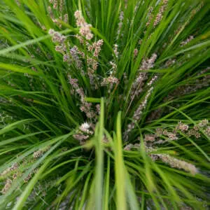 Lomandra Kevs Short One Ppllomkso - Garden Express Australia