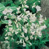 Penstemon Swan Lake Lpopensla - Garden Express Australia
