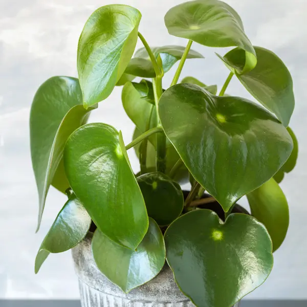 Peperomia Raindrop Peperomia Raindrop