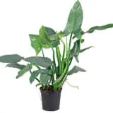 Philodendron Silver Sword Pplphissw - Garden Express Australia