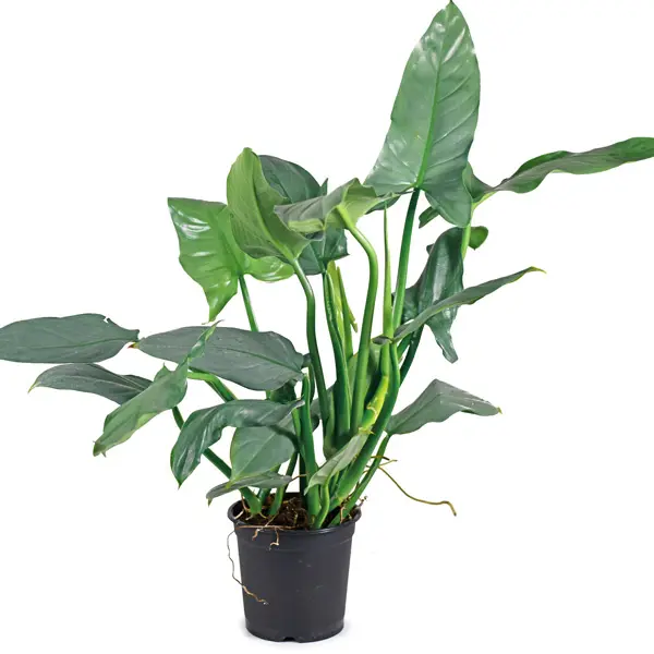 Philodendron Silver Sword