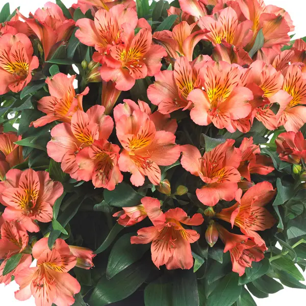 Princess Lily Eliane Orange