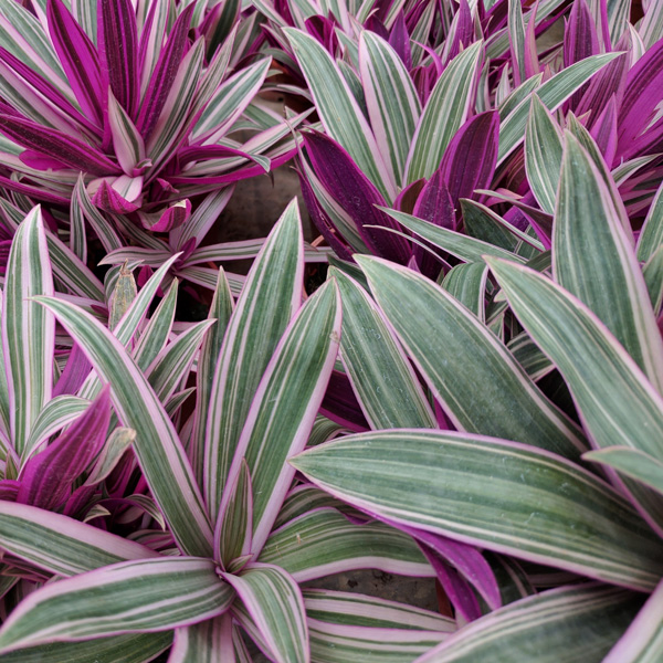 Rhoeo Pinky - Garden Express