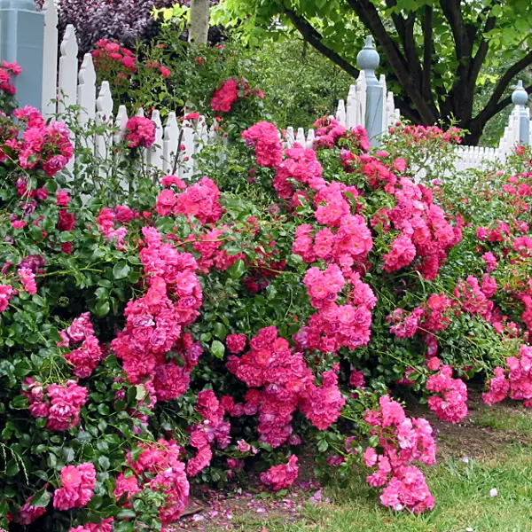 Rose Flower Carpet Pink
