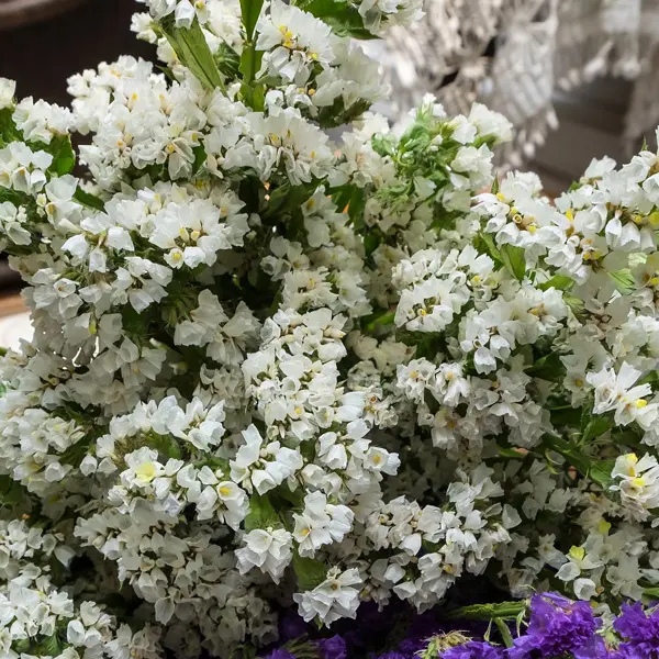 Limonium Sea Lavender White Star (pbr) 140mm