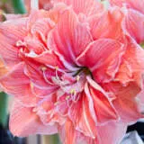 Hippeastrum Sweet Nymph Hippeastrum Sweet Nymph