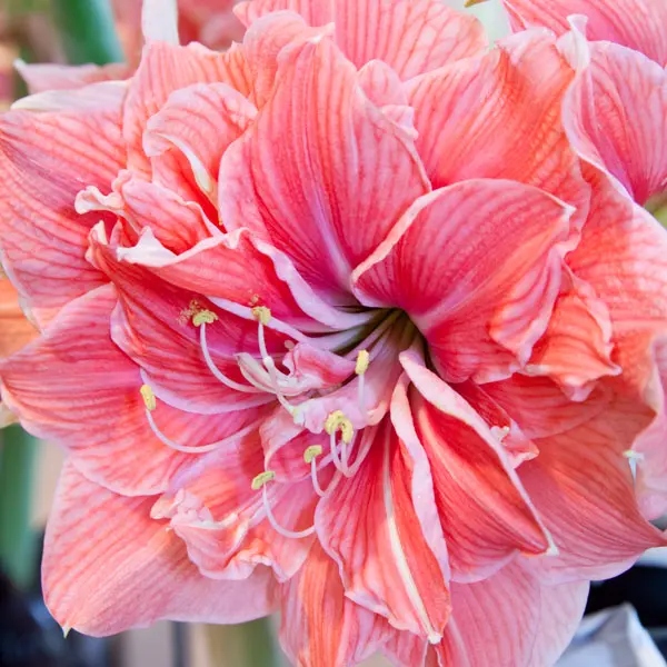 Hippeastrum Sweet Nymph