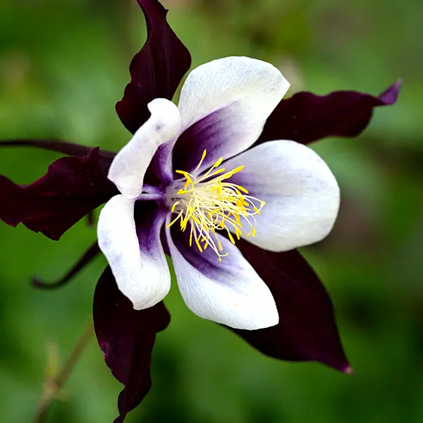 Aquilegia William Guiness Magpie
