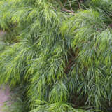 Acacia Cognata Bower Beauty Pplacabbe - Garden Express Australia