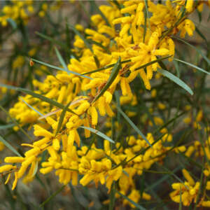 Acacia Floribunda Pplacaflo - Garden Express Australia