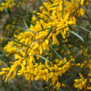 A Guide To Growing Australian Natives Acacia Floribunda Pplacaflo - Garden Express Australia