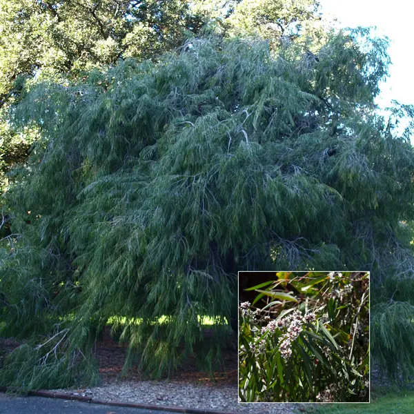 Agonis Flexuosa Agonis Flexuosa