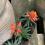 Aloe Firebird Pplalofir - Garden Express Australia