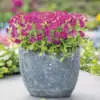 Growing Roses in Pots Aubrieta Axcent Antique Rose Pplaubaro - Garden Express Australia