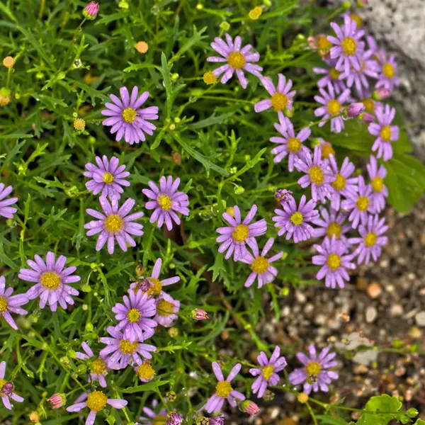 Brachyscome Multifida