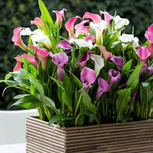 Calla Lily Pot Mixed Calla Lily Pot Mixed